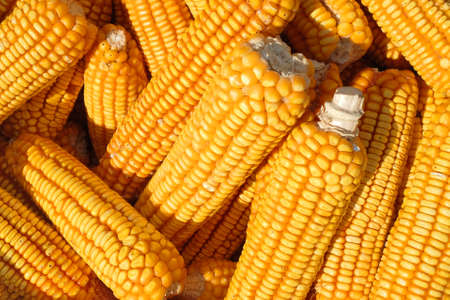 Closeup detail of many corn cobs in a basket