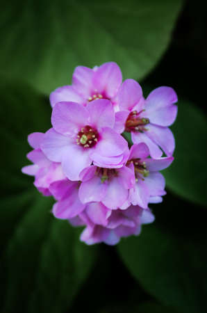 Closeup on a fresh new Violet flower agains a green foliage backgroundの写真素材