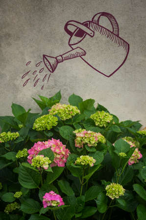 Hydrangea flowers against a wall with the drawing of a watering canの写真素材