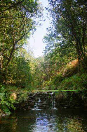 Small waterfall in a creek flowing on the woodsの写真素材