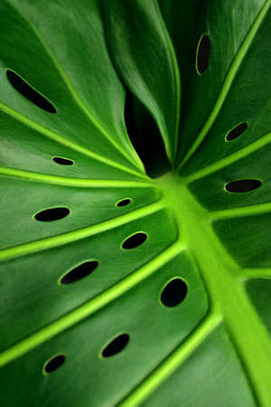 Closeup of a green monstera leaf showing its typical holesの写真素材