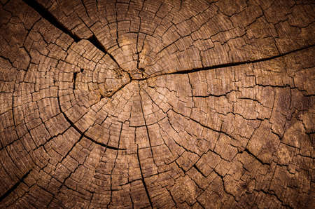 Wooden background detail of a section cut off of a treeの写真素材