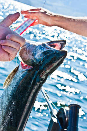 Salmon Caught with a Fishing Pole