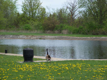 Nature with gooseの写真素材
