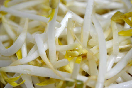 bean sprouts close upの写真素材