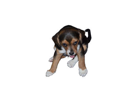 beagle puppy isolated on white backgroundの写真素材