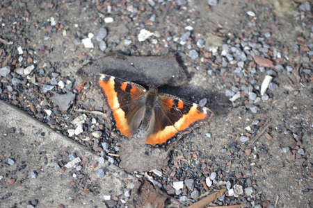 monarch butterfly resting on dirt ground with pebblesの写真素材