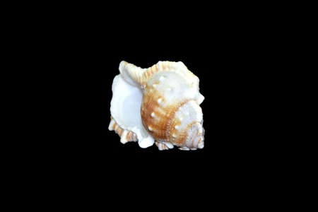 sea shell isolated on black backgoundの写真素材