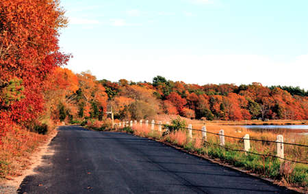 Autumn Treesの写真素材
