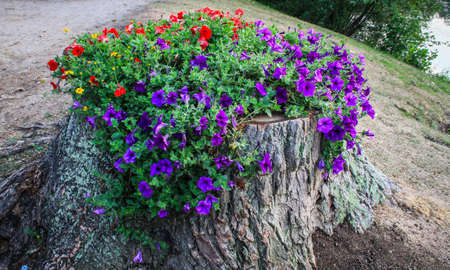 Flowers growing in tree stumpの写真素材