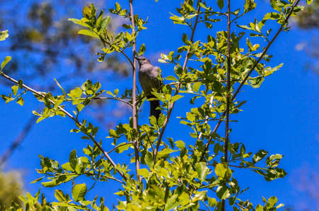 Bird Perched in tree