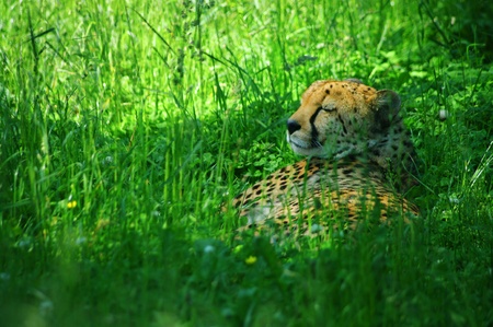 Gepard fall asleep on fresh grass