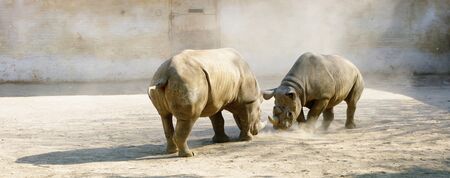 Fighting rhinoceros in zooの写真素材