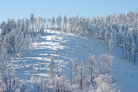 Winter slope with snowy treesの写真素材