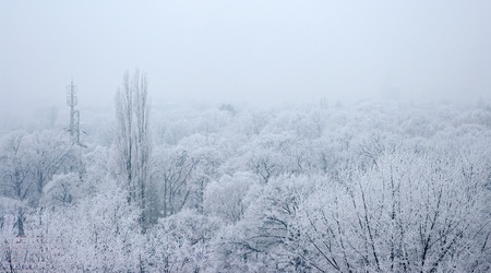 Park with frozen trees and fogの写真素材