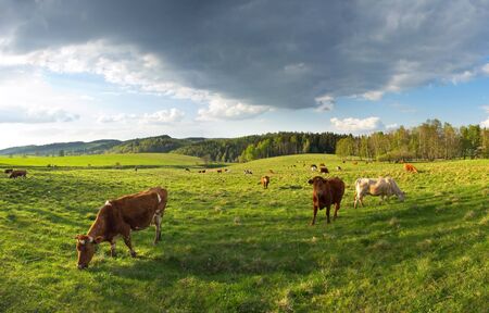 Group of cows の写真素材