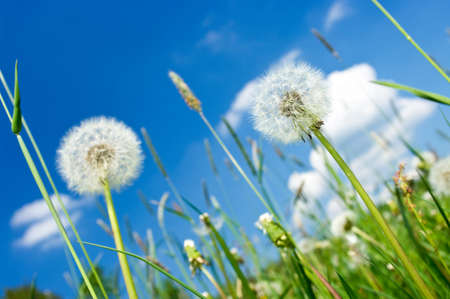 Dandelions on the meadow and blue skyの写真素材