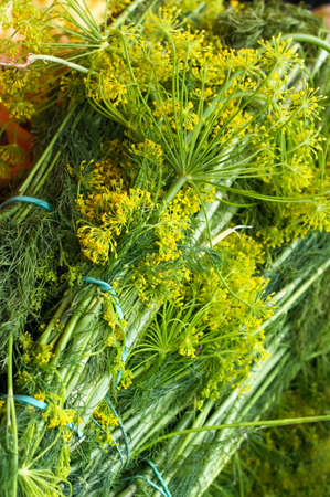 A bunch of dill for sourの写真素材
