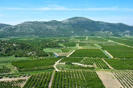 Agricultural area in Neretva river delta in Croatia