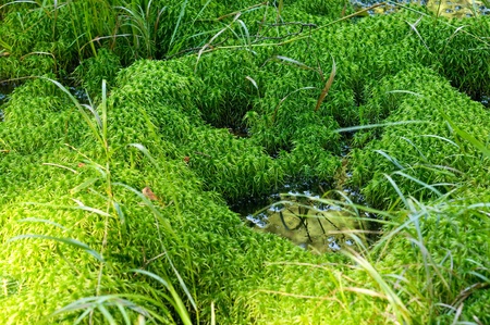 Little mossy swampの写真素材