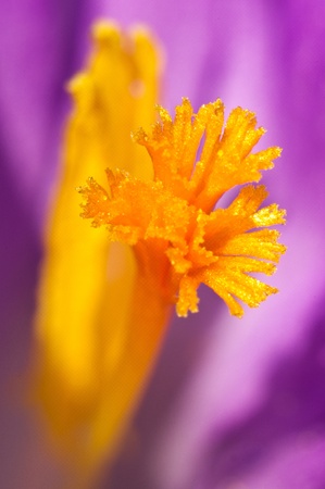 Saffron inside of crocus flowerの写真素材