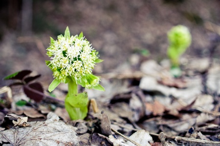 Primrose during the early spring in the forestの写真素材