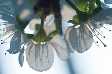 Flower on the branch with stamens silhouette