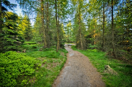 Path in the green forest