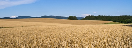 Field full of golden grain