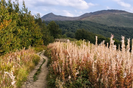Path through the herbs in Carpathians mountainsの写真素材