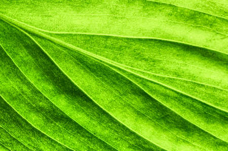 Leaf texture for background usageの写真素材
