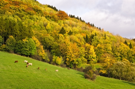 Autumn landscape with grazing cattle near the forestの写真素材