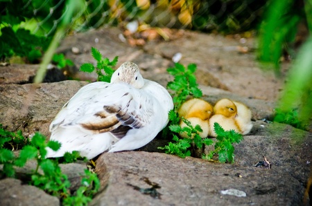 Duck mother with two youngsの写真素材