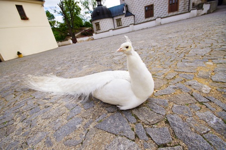 White peacock near the castleの写真素材