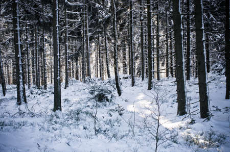 Beautiful winter in the forest