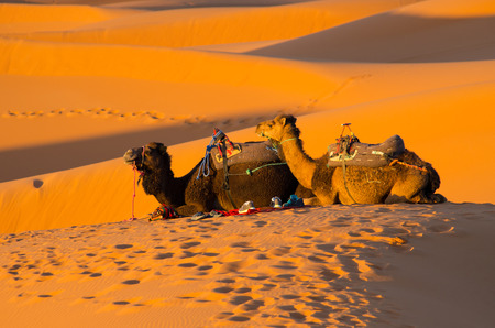 Two resting camels in Sahara desertの写真素材