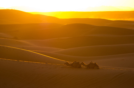 Warm sunset on Sahara desertの写真素材