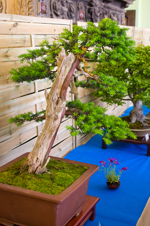 Walbrzych, Poland - May 05, 2016: XXVIII Flower and Art Festival in Ksiaz Castle. This is most colourful event in the region. Each year there are thousands of visitors, plant enthusiasts and lovers of gardens gather from all over Polandのeditorial素材