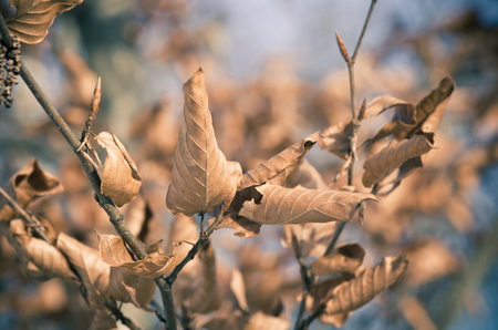 Autumn leaves for background usageの写真素材