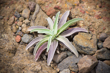 Wild plant in natural environment, Madeira, Portugalの写真素材