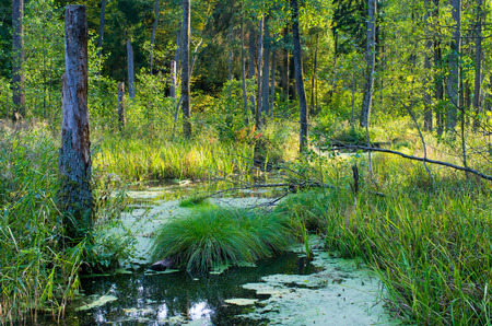 Swampy terrain in Bialowieza woods - Polandの写真素材