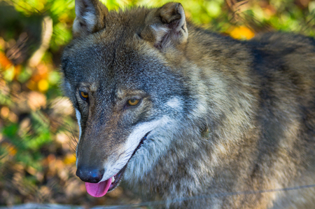 Grey wolf in the forest - Polandの写真素材