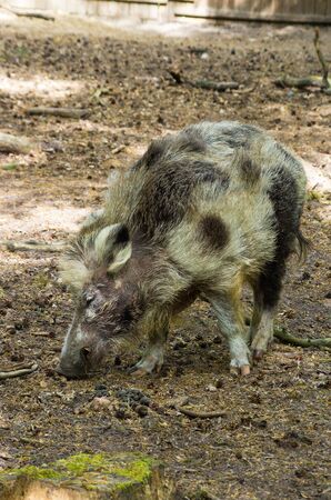 White boar in the woods of Polandの写真素材