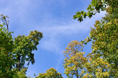 Sky and leafs for backround usageの写真素材