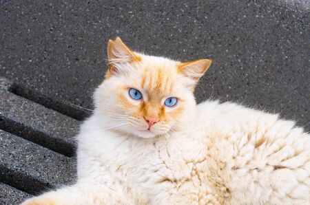 White cat with deep blue eyesの写真素材