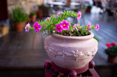 Beautiful greece-style pot with pink flowers