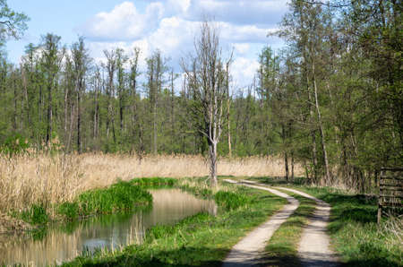 Woodlands in Dolina Baryczy - Polandの写真素材