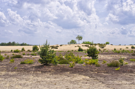 Discover tranquility in this desert scene with a distant forest. Perfect for travel, environmental projects, or nature-themed campaigns. Evokes peace and serenity. Kozlowska Desert, Poland.の写真素材