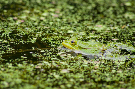 Green frog chilling among duckweed in a pond on a bright day. Perfect for nature, wildlife, and...