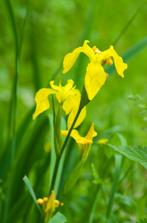 Capture the beauty of nature with these vibrant yellow iris flowers blooming in a lush summer meadow. Perfect for adding a touch of elegance to any project.の写真素材